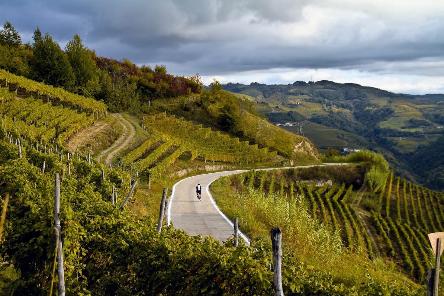 Vineyards in Goriška Brda, on the Slovenia–Italy border.