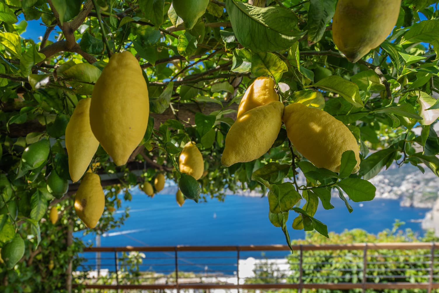 Under the citrus canopy. 
