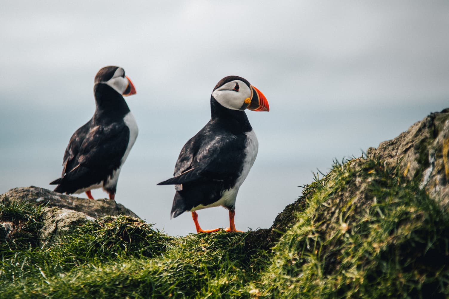 Puffins