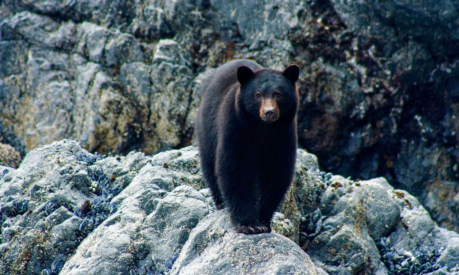 Black & Grizzly Bears