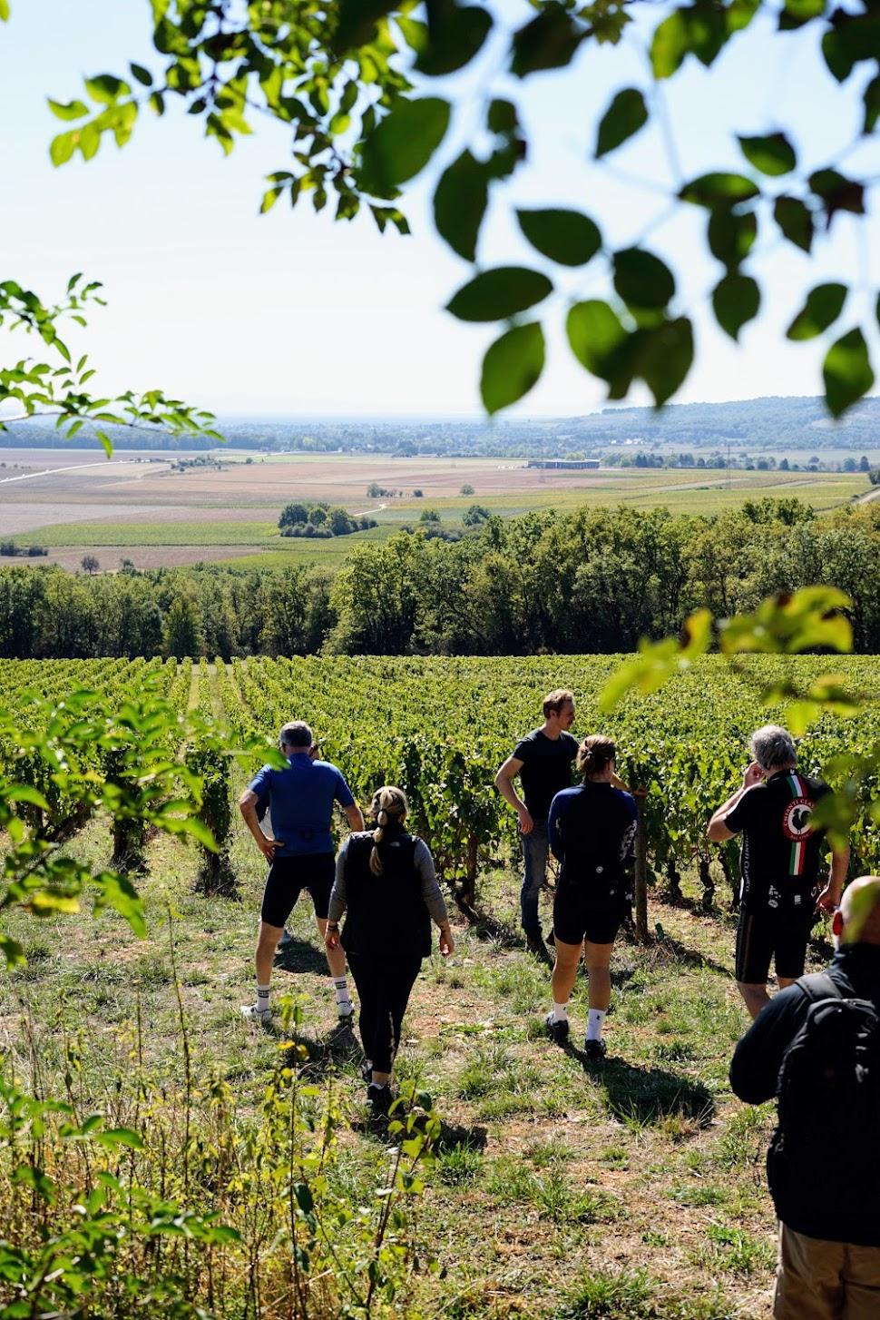 Burgundy Wine Country Biking