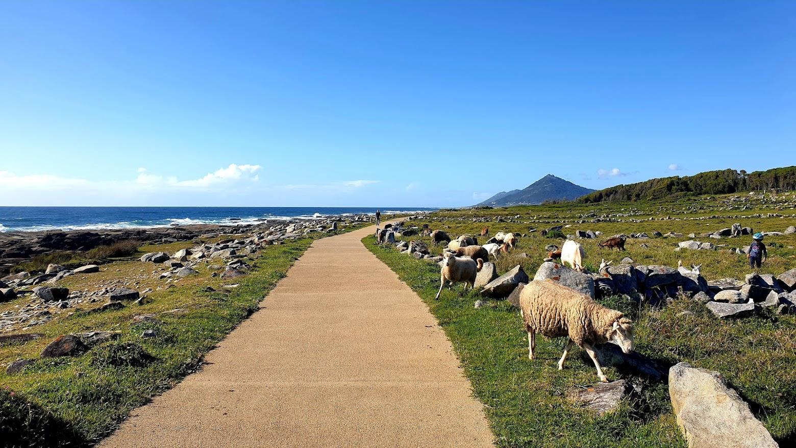 Portuguese Coastal Camino Walking